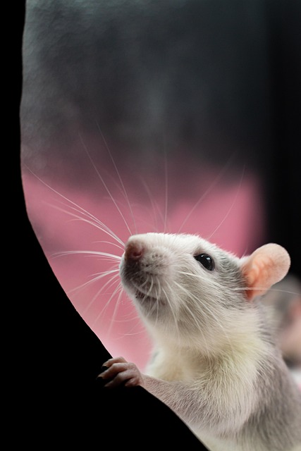 ‘Gruesome’ trans-ing of animals is the key to fine-tuning trans ‘care’
