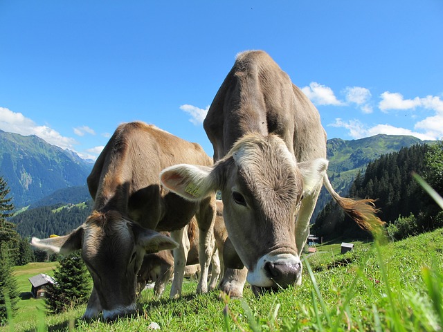 Regenerative agriculture: a conservative path to sustainable prosperity