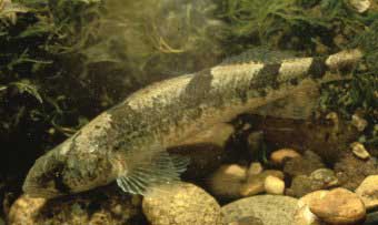 Wait, there's no such thing as a Snail Darter?